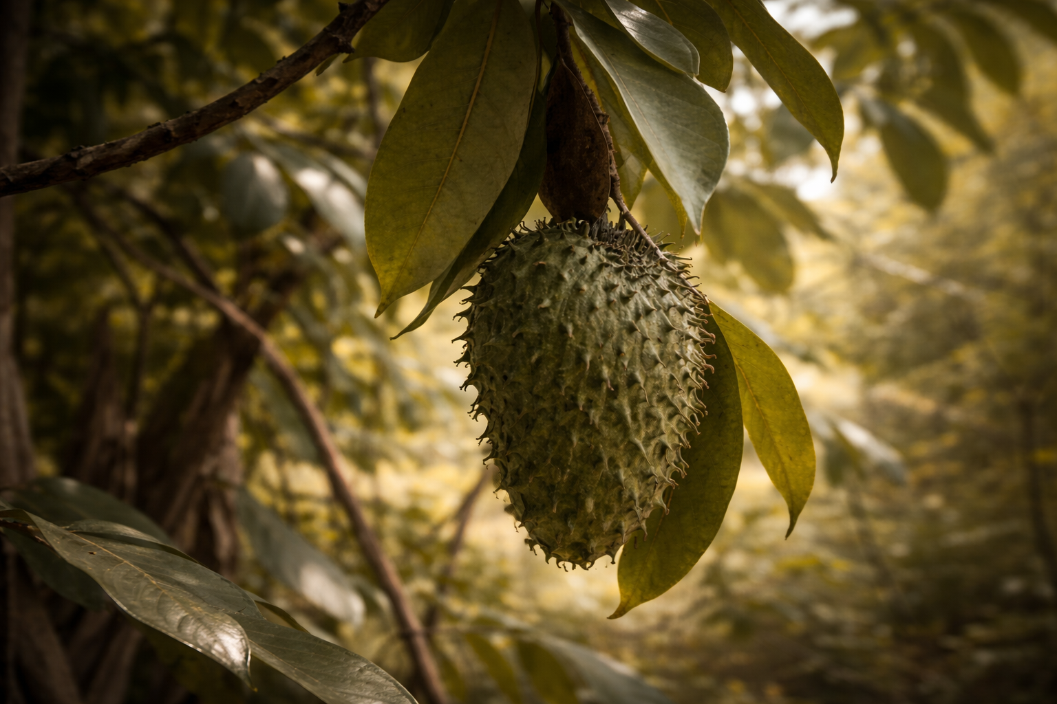 Les feuilles de corossol